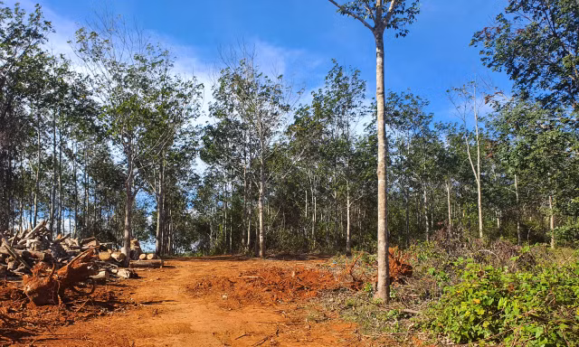 Nguyên giám đốc và người thân được cấp 'sổ đỏ' trên đất lâm nghiệp