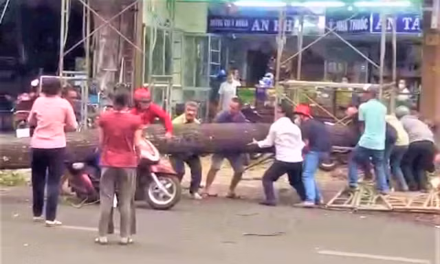 Vụ cây xanh đổ đè người đi đường: Công an vào cuộc điều tra