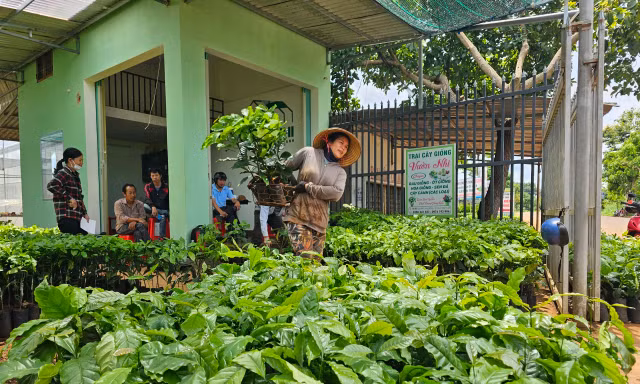 Giá cà phê tăng vọt, cây giống ‘cháy hàng' ở Đắk Lắk
