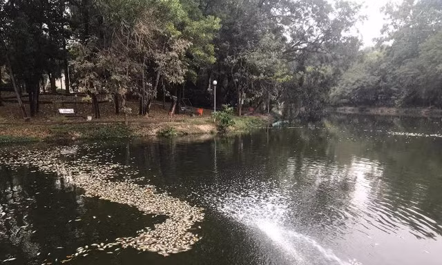 Lộ nguyên nhân cá chết phủ trắng kênh ở Bình Dương