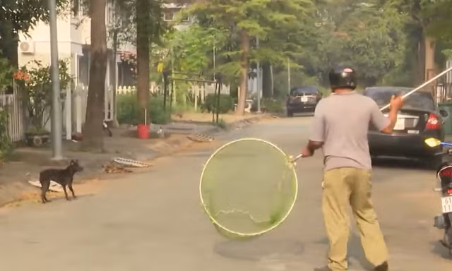 Bình Dương xử lý mạnh với nạn chó thả rông