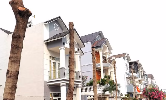Loạt cây xanh bị 'bức tử' ở Bình Dương: Cư dân bức xúc, đơn vị quản lý nói làm đúng