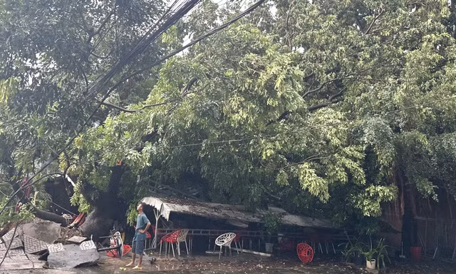 Dông lốc 'quật ngã' cây xanh, đè bẹp xe 16 chỗ, sập quán cà phê