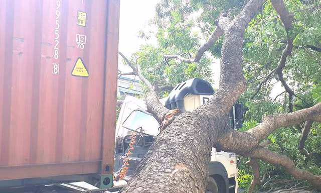 Tài xế container hoảng hồn khi cây xanh cổ thụ bất ngờ đè bẹp cabin 