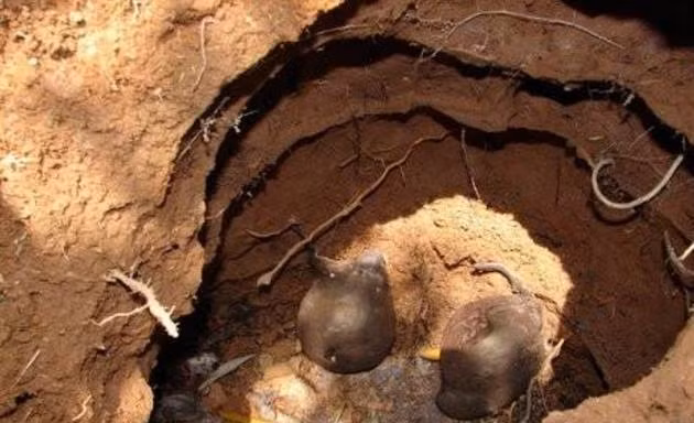 Sâm ô linh quý trong tổ kiến.