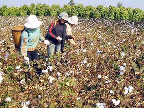 Con đường tơ lụa của Ấn Độ