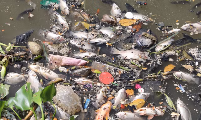 Triệu con cá nổi lên ngoi ngóp thở trên kênh nội đô đẹp nhất TPHCM