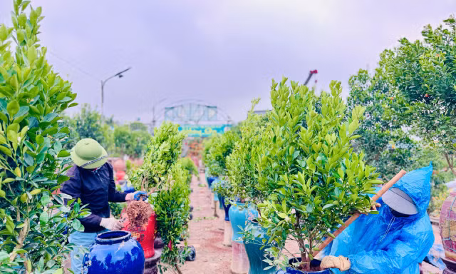 Mặc mưa phùn và nồm ẩm, người dân thủ phủ quất Tứ Liên vẫn ra vườn chuẩn bị cho vụ mới