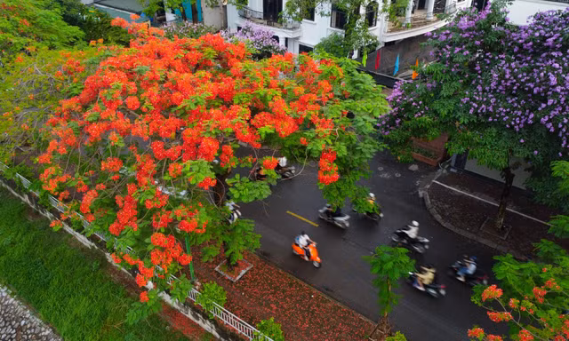 Hoa phượng đỏ 'thắp lửa' phố phường Hà Nội 