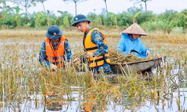 Chiến sỹ Trung đoàn tên lửa ngâm mình gặt lúa giúp dân vùng rốn lũ Chương Mỹ