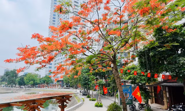 Hoa bằng lăng, phượng vĩ nở rộ khắp phố phường Hà Nội