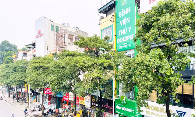 Cận cảnh 80 cây hoa sữa được đề xuất di dời vì mùi hương nồng nặc