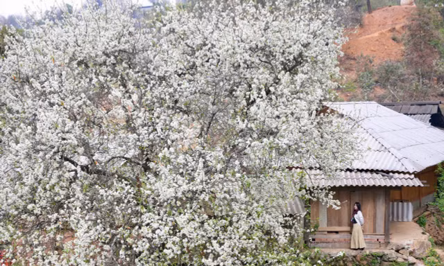 Hoa sơn tra nở trắng trời Tây Bắc