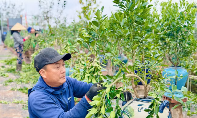 Nghề uốn cây cảnh, tạo dáng quất cho thu nhập tiền triệu mỗi ngày 
