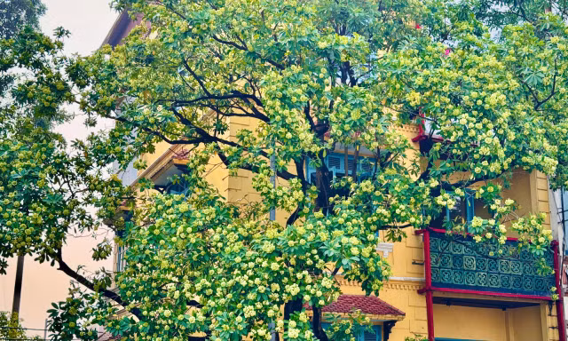 Hoa sữa nồng nàn trong hương Thu Hà Nội