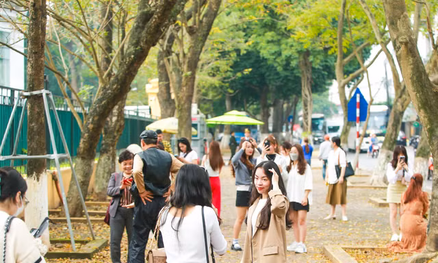 Hà Nội mùa cây thay lá, giới trẻ mê mẩn check-in với thảm lá vàng rực rỡ