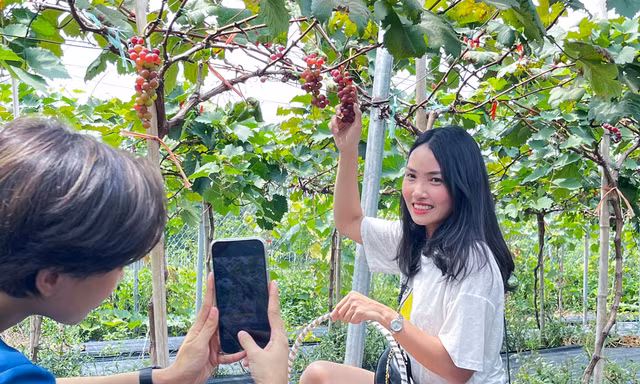 Nông trại nho trĩu quả giữa lòng Thủ đô mở cửa miễn phí hút giới trẻ đến check-in