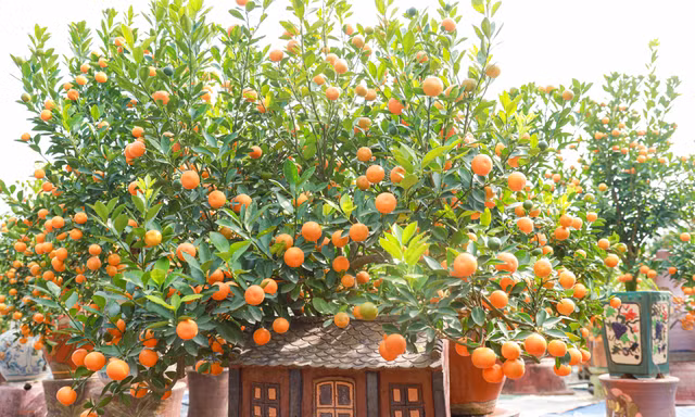 Quất bonsai 'ôm nhà cổ' độc, lạ hút khách