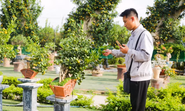 Quất mini độc lạ, khách sẵn sàng bỏ cả chục triệu mua về chơi Tết 