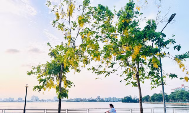 Hoa muồng hoàng yến nhuộm vàng phố phường Hà Nội