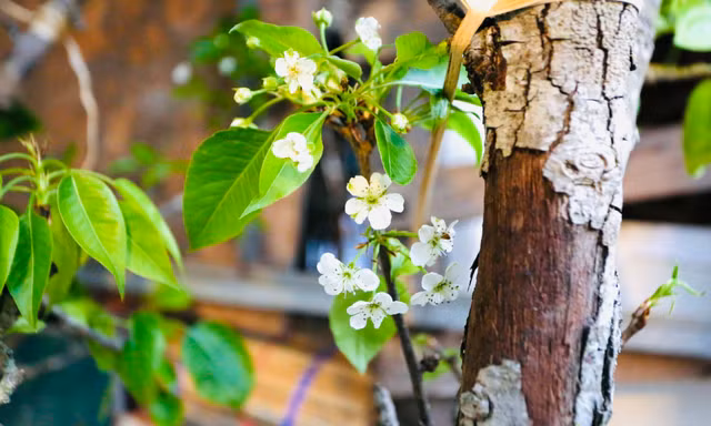 Người Hà Nội chi bạc triệu cho thú chơi hoa lê, hoa mận rừng