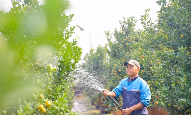 Quất chuyển sắc vàng, nhà vườn Tứ Liên tất bật cho vụ Tết