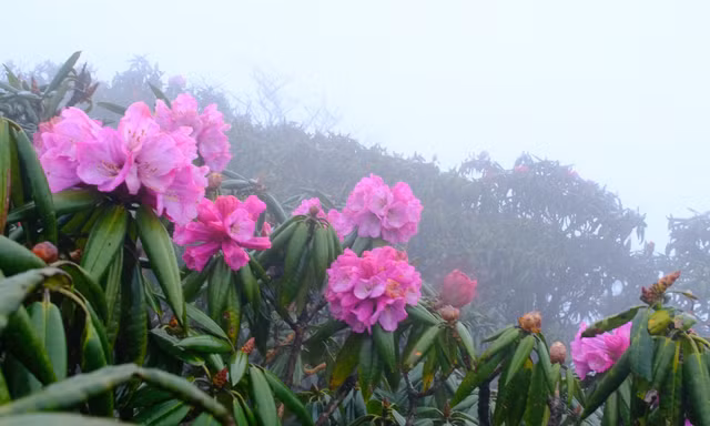Mê mẩn ngắm hoa đỗ quyên bung nở trên đỉnh núi Tả Liên