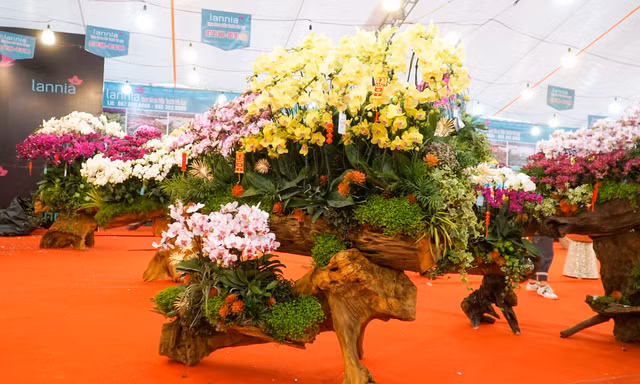 Cận cảnh chậu lan hồ điệp lớn nhất Việt Nam đang ‘ngóng’ khách 