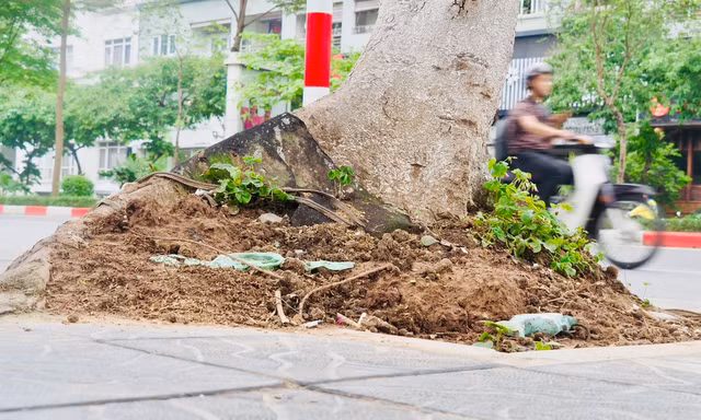 Hà Nội: Nhiều cây xanh với bộ rễ lộ thiên, tiềm ẩn nguy cơ bật gốc, gãy đổ trong mùa mưa bão
