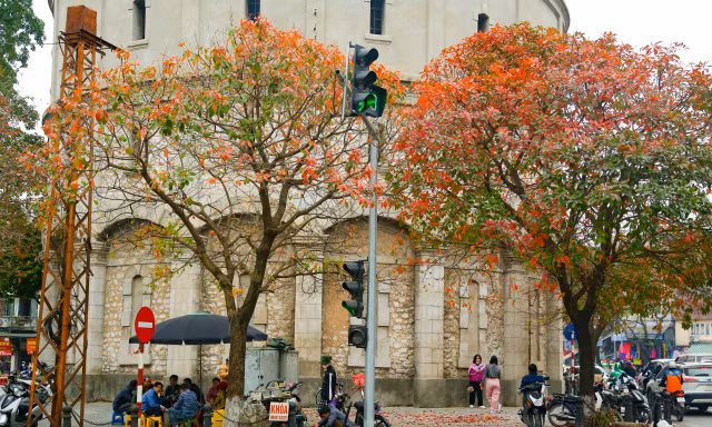 Hà Nội đẹp nao lòng mùa cây thay lá