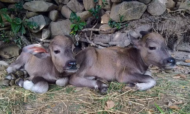 Đổ xô đi xem trâu mẹ sinh đôi ở Hà Tĩnh