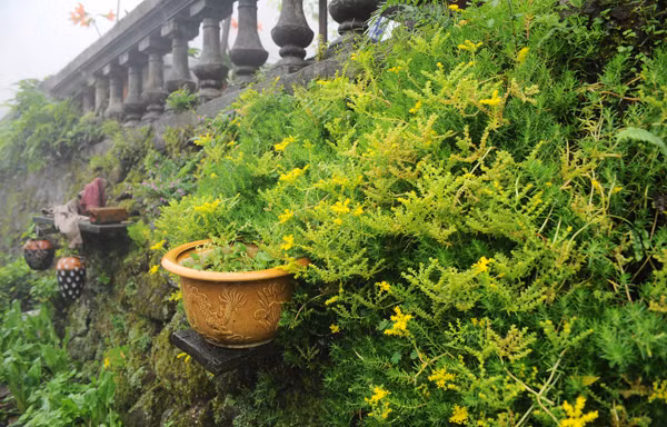 Tam Đảo trong sương sớm, mát lạnh