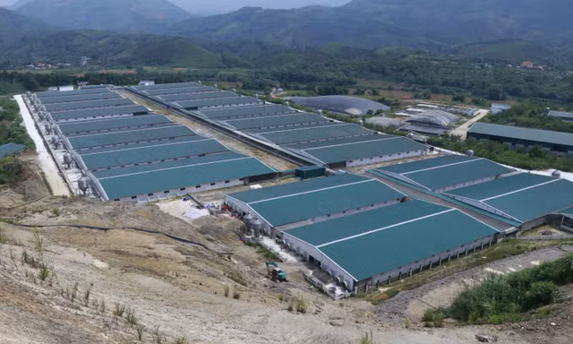 Trại lợn 136 tỷ đồng bốc mùi hôi thối, người dân bức xúc