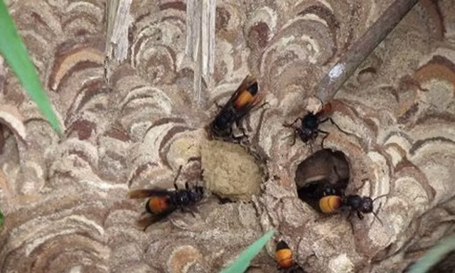 Nam thanh niên bị ong vò vẽ đốt tử vong