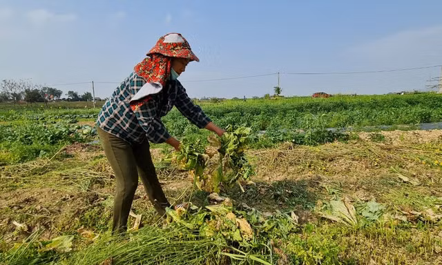 Nghệ An: Rau ế ẩm, nông dân mang về... cho bò ăn
