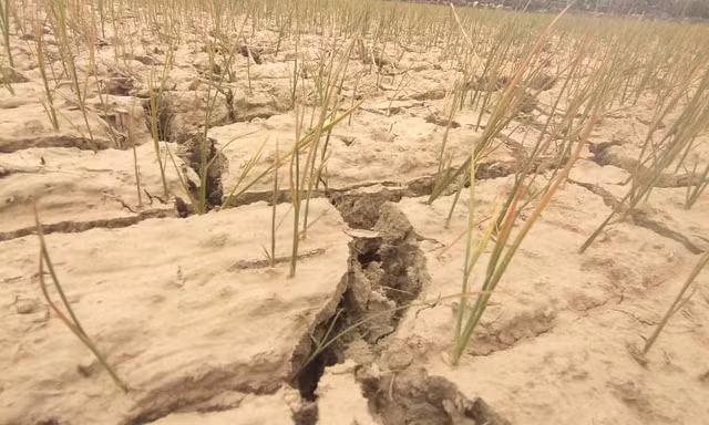 Sông ngòi cạn khô, cá chết hàng loạt, lúa non khô cháy