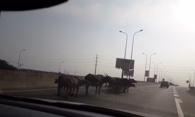Đàn trâu tung tăng trên cao tốc TPHCM – Long Thành – Dầu Giây 