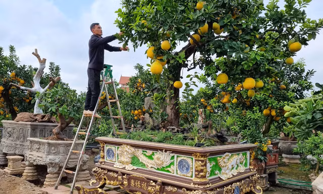 Ngắm cây bưởi trăm tuổi có chậu dát vàng ở Hưng Yên, khách trả nửa tỷ đồng chưa bán