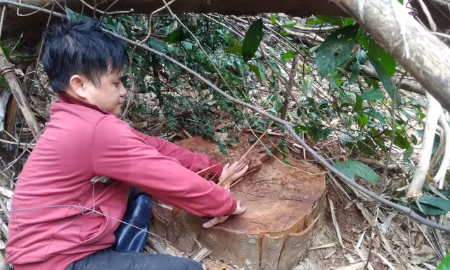 Nhiều cây gỗ táu rừng đặc dụng Tây Yên Tử thuộc địa bàn xã An Lạc (huyện Sơn Động) bị lâm tặc khai thác trái phép Ảnh: Nguyễn Thắng