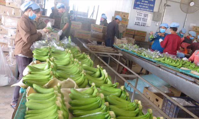 Doanh nghiệp xuất khẩu nông sản: Linh hoạt, thích ứng với thị trường