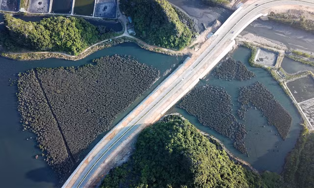 Quảng Ninh: Rừng ngập mặn bị chặt phá, chết hàng loạt