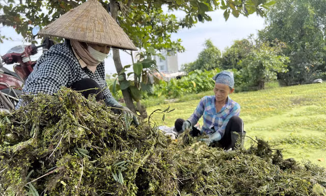 Làm nông giữa phố-Kỳ 3: Trầm mình cùng rau nhút 