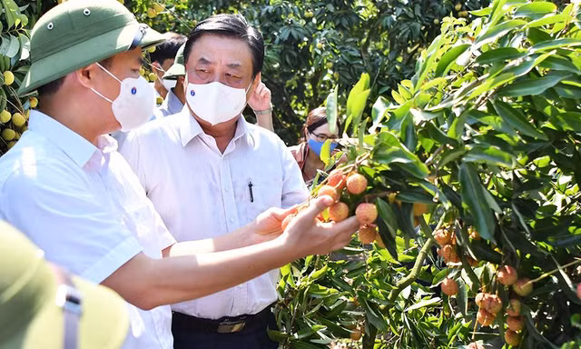 Bộ trưởng Lê Minh Hoan cho biết, trong biến cố do dịch bệnh, có những cái phải tư duy lại cho cả ngành nông nghiệp Ảnh: Văn Giang 