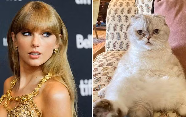 Thú cưng của sao "hái ra tiền": Mèo của Taylor Swift giàu gấp đôi bạn trai cô nàng