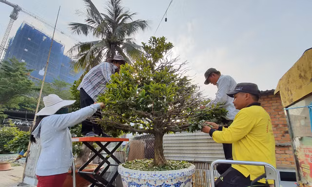 Người trồng mai đang trẩy lá để phục vụ dân chơi dịp Tết