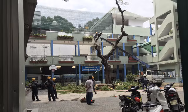 Công nhân công ty Cây xanh TPHCM đang đốn hạ cây phượng trong trường THCS Bạch Đằng