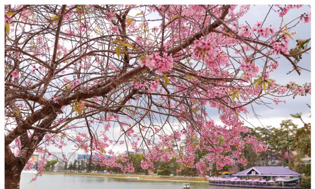 Đà Lạt rực rỡ sắc Xuân qua chùm ảnh hoa mai anh đào nở đẹp mê lòng người