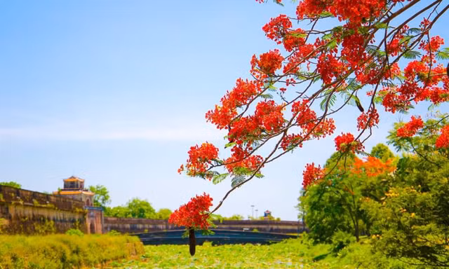 Rực rỡ sắc đỏ hoa phượng xứ Huế