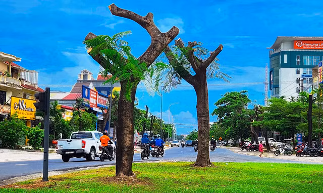 Vì sao loạt cây xanh tuyến phố lớn tại Huế bị ‘trảm’ trụi thân cành, tán lá giữa nắng nóng gay gắt?