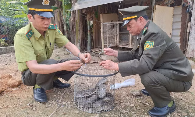 Phát hiện trăn gấm dài gần 2 mét bò vào vườn nhà